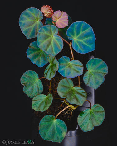 Begonia sp. Sarawak