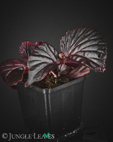 Begonia sp. 'Sulawesi Black' 'Black Metallic'