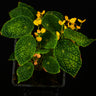 Begonia staudtii