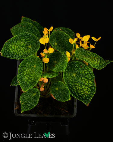 Begonia staudtii