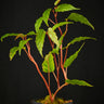 Begonia taiwaniana