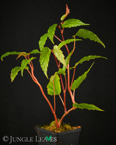 Begonia taiwaniana