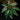 Begonia thiemei