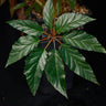 Begonia thiemei