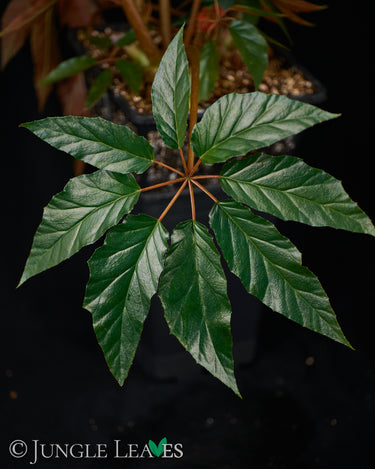 Begonia thiemei