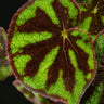 Begonia variegata (ex masoniana var. maculata)