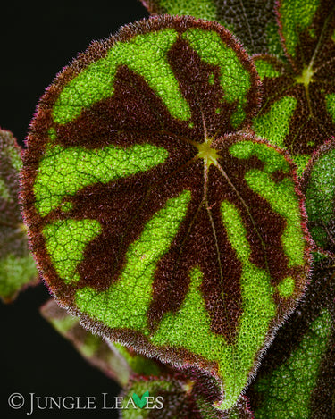 Begonia variegata (ex masoniana var. maculata)