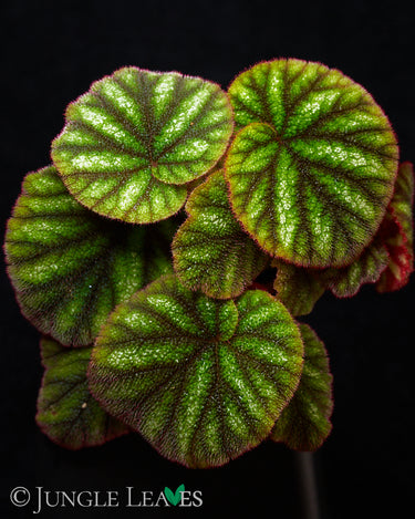 Begonia versicolor