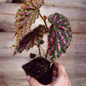 Begonia cf. negrosensis