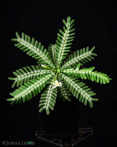 Biophytum sp. Peru