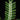 Biophytum sp. Peru