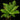 Blechnum gibbum XL