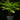 Blechnum gibbum
