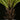 Blechnum gibbum