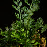 Bolbitis heteroclita 'Difformis'