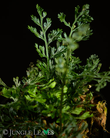 Bolbitis heteroclita 'Difformis'