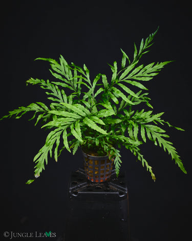 Bolbitis heudelotii