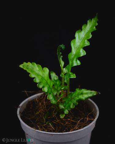 Bolbitis sinuosa Tiger Stripe