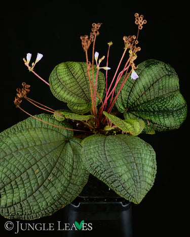 Boyania colombiana