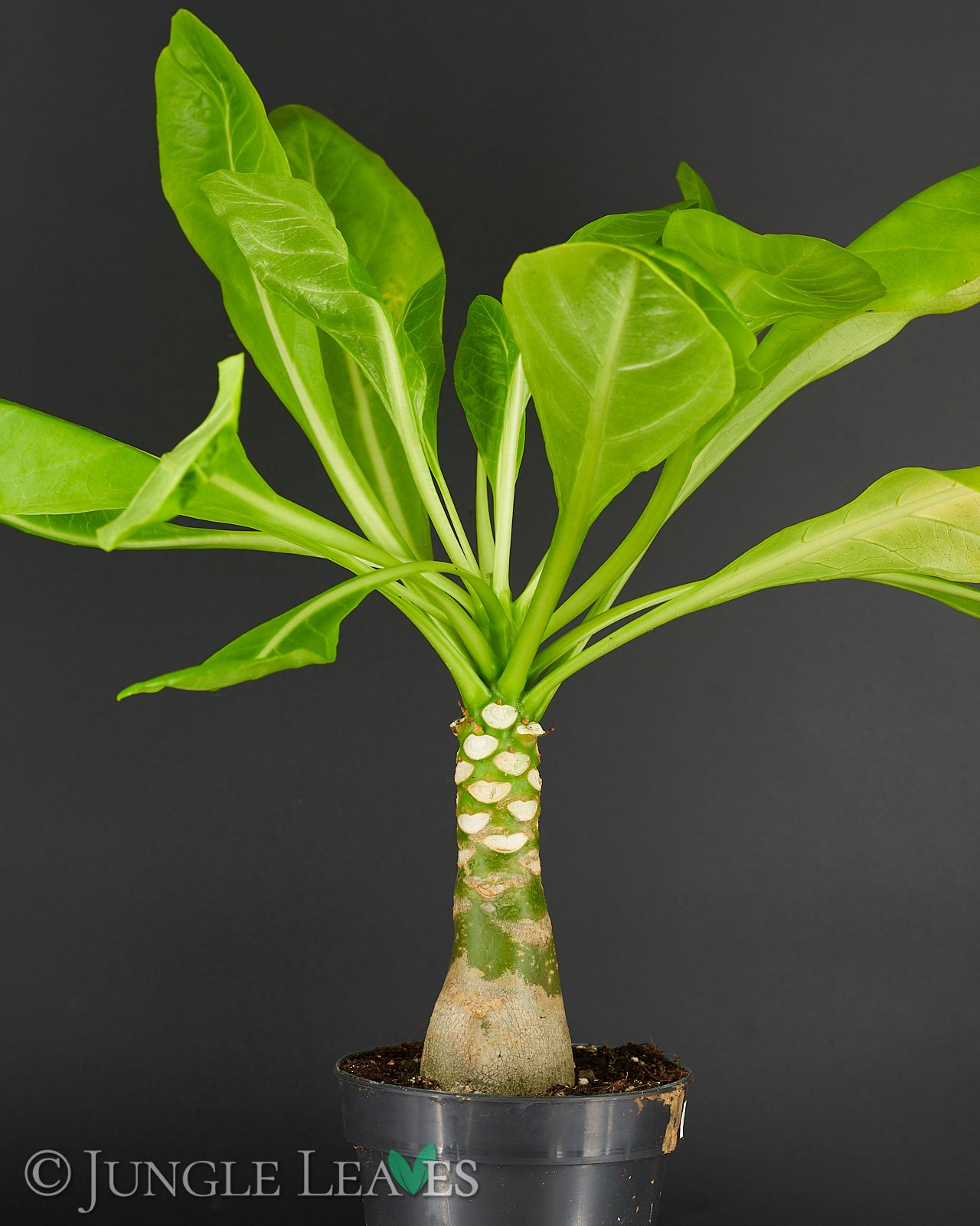 hawaiian palm plant for sale Brighamia insignis (Hawaiian Palm) €14.99