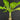 Brighamia insignis (Vulkanpalme)