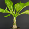 Brighamia insignis (Vulkanpalme)