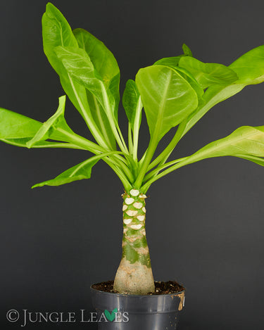 Brighamia insignis (Vulkanpalme)