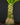 Brighamia insignis (Vulkanpalme)