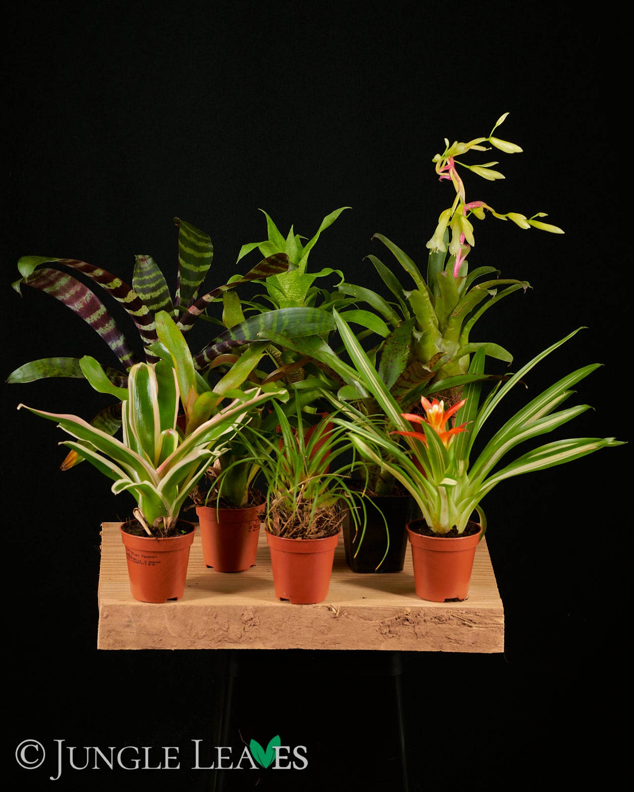 Bromelien Set - kleine Terrarienbromelien  Jungle Leaves