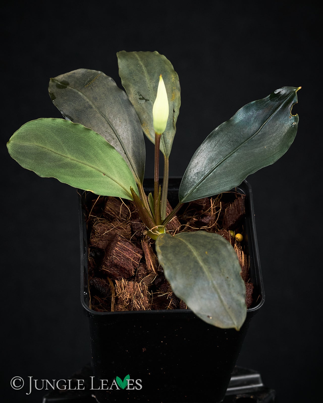 きえぴさんBucephalandra sp. Akantha Bucephalandra akantha 'Pearl Grey' – Jungle Leaves