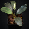 Bucephalandra akantha 'Pearl Grey'