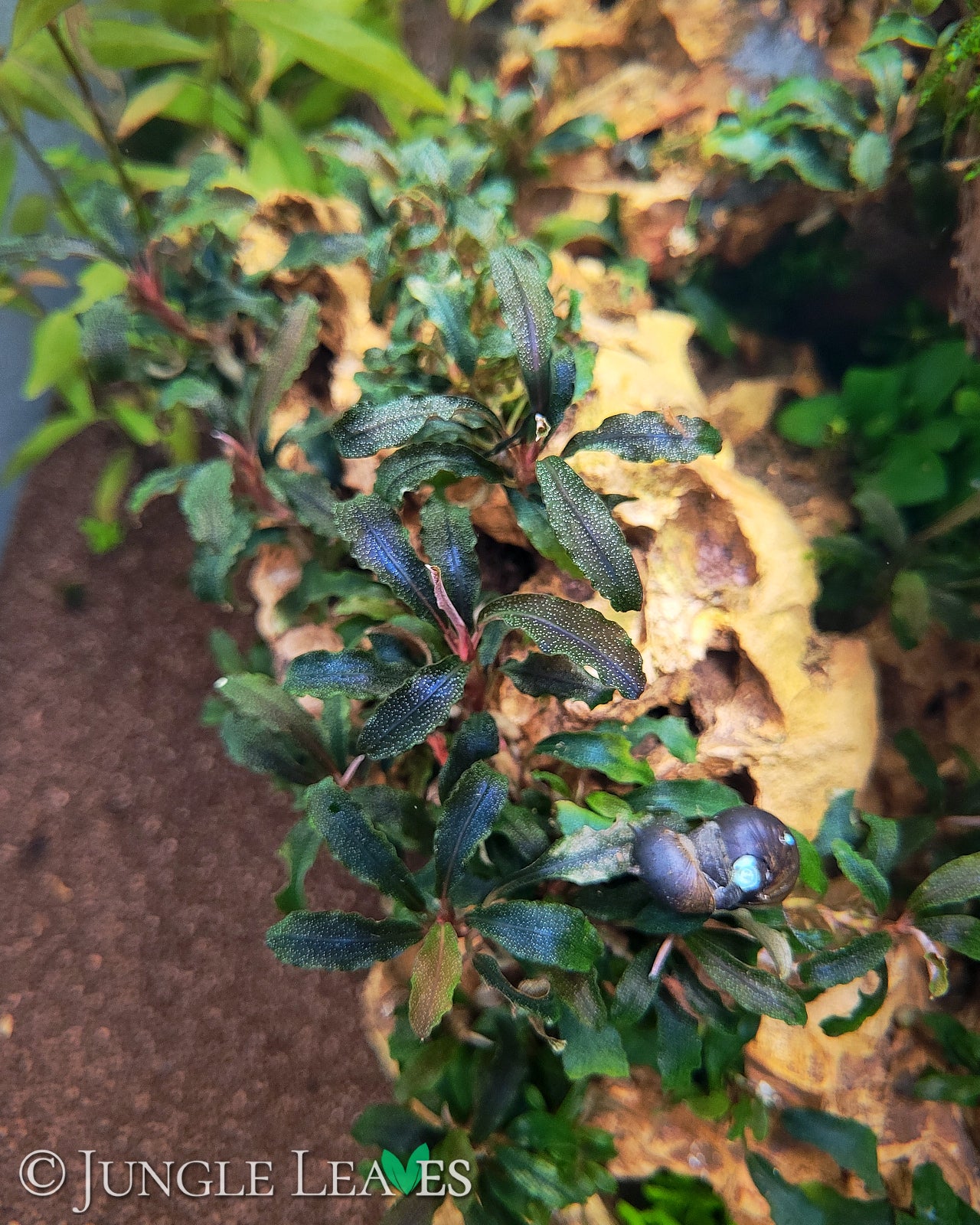 Bucephalandra sp. 'Kedagang' €9.99 - Jungle Leaves