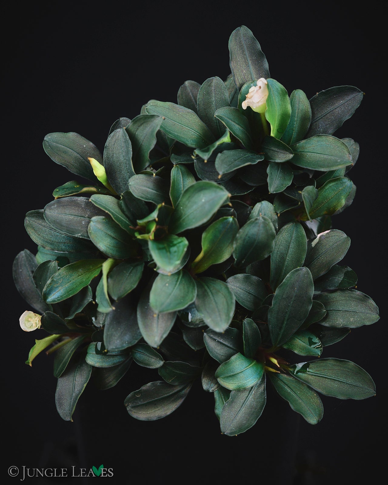 Bucephalandra sp. 'Theia' - – Jungle Leaves