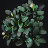 Bucephalandra sp. 'Theia'
