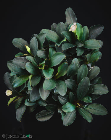 Bucephalandra sp. 'Theia'