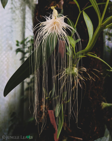 Bulbophyllum medusae