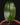 Bulbophyllum reticulatum