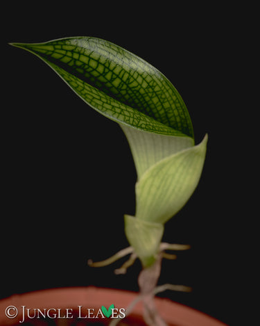 Bulbophyllum reticulatum