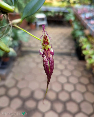 Bulbophyllum romyi