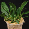 Bulbophyllum thaiorum aff.