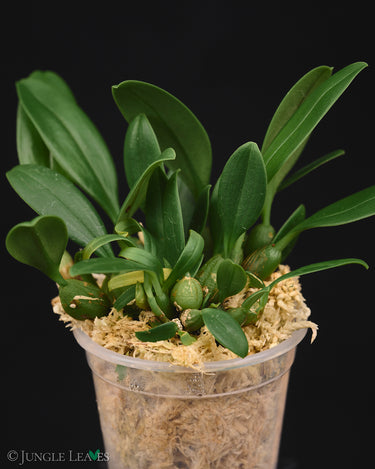Bulbophyllum thaiorum aff.