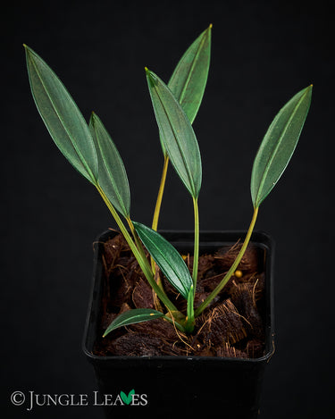 Burttianthus caulescens