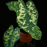Caladium 'Hilo Beauty'