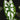 Caladium humboldtii