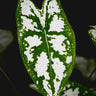 Caladium humboldtii