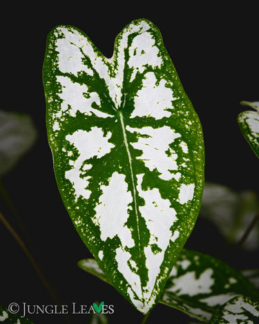 Caladium humboldtii