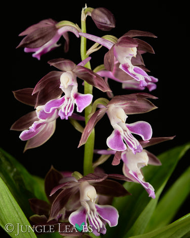 Calanthe