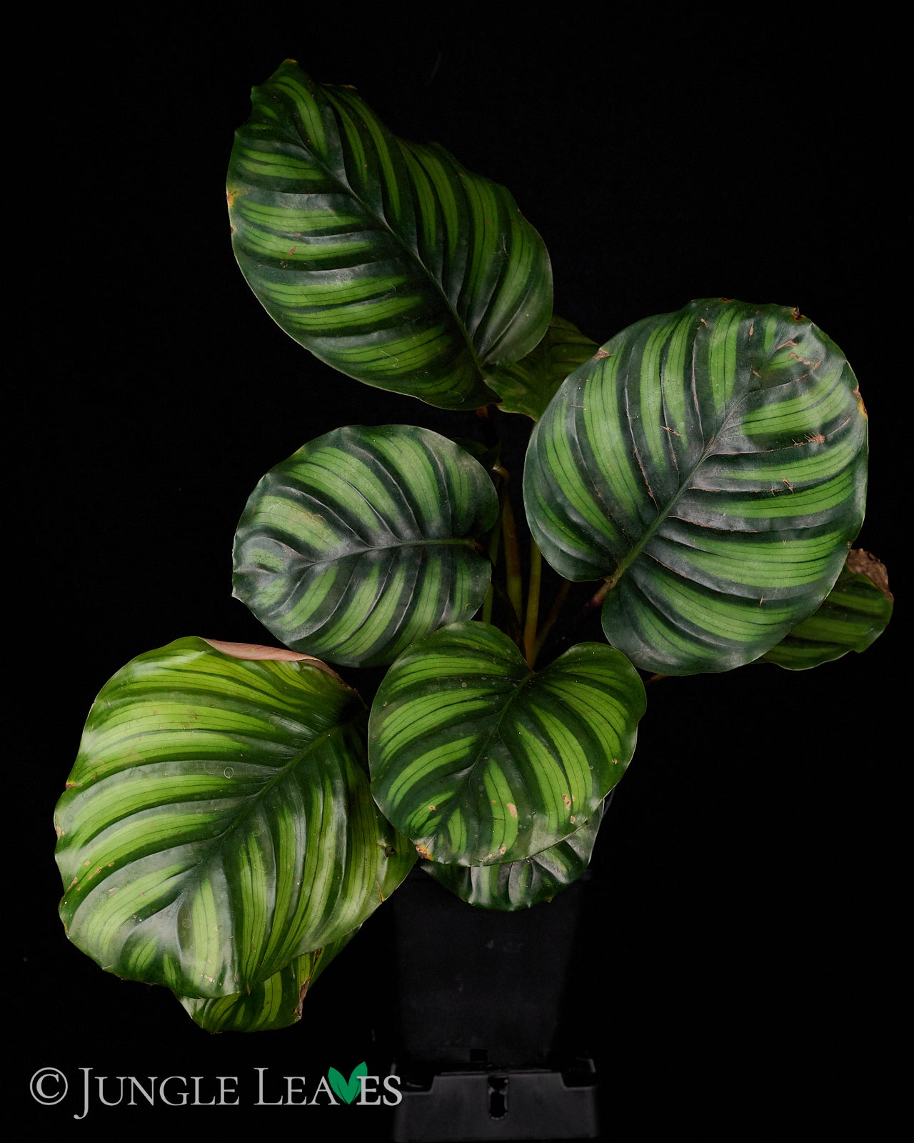 efeu als bodendecker erfahrungen Algerischer Efeu 'Alger' - Hedera algeriensis 'alger'