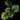 Calathea fasciata