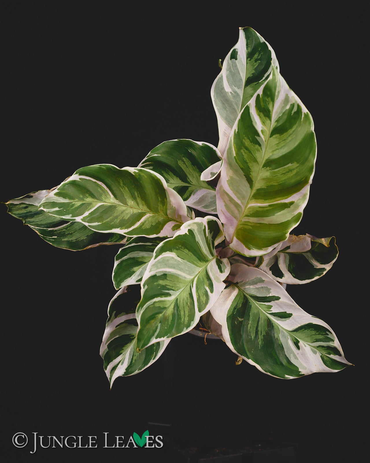 Calathea lietzei 'White Fusion' €12.99
